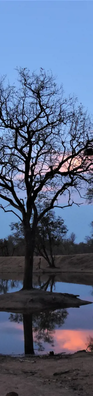 Abendstimmung auf Safari